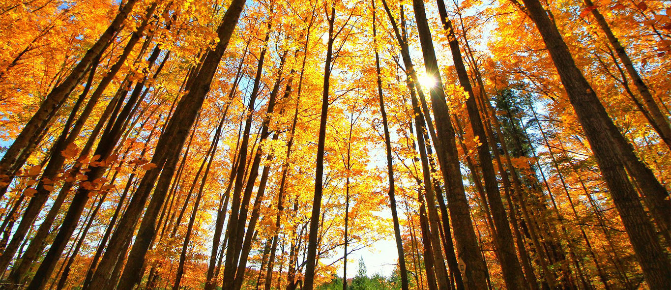 fall trees in sturgeon bay